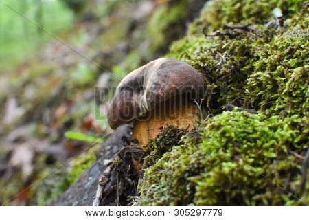 Boletus Mushroom (boletus Aereus) In The Forest. King Mushroom, Dark Cep Or Bronze Bolete