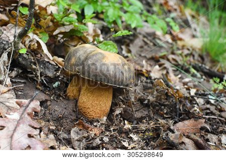 Boletus Mushroom (boletus Aereus) In The Forest. King Mushroom, Dark Cep Or Bronze Bolete