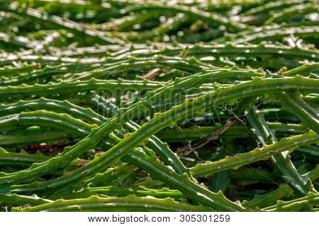 Long Fleshy Green Wild Stapelia Stems Background. Succulent Plant.