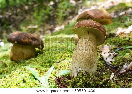 Boletus Mushroom (boletus Aereus) In The Forest. King Mushroom, Dark Cep Or Bronze Bolete