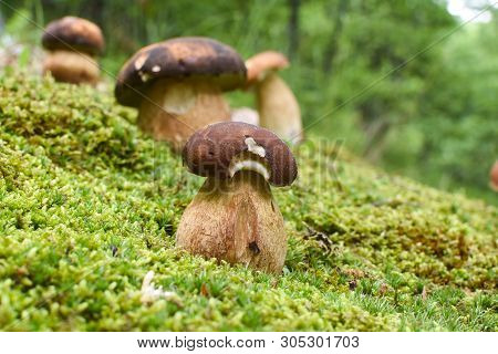 Boletus Mushroom (boletus Aereus) In The Forest. King Mushroom, Dark Cep Or Bronze Bolete