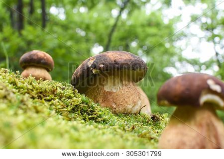 Boletus Mushroom (boletus Aereus) In The Forest. King Mushroom, Dark Cep Or Bronze Bolete