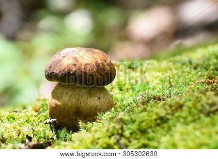 Boletus Mushroom (boletus Aereus) In The Forest. King Mushroom, Dark Cep Or Bronze Bolete