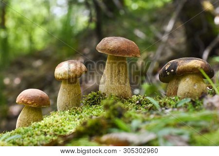 Boletus Edulis, Edible Mushroom In Forest. Porcini Mushroom Healthy And Delicates Food