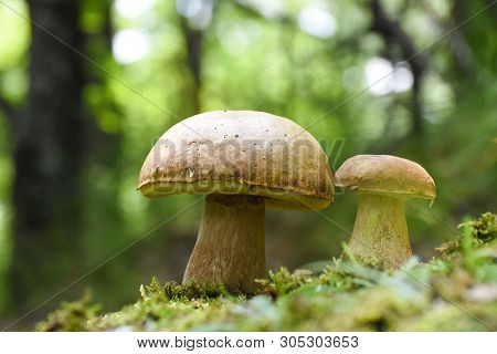 Boletus Edulis, Edible Mushroom In Forest. Porcini Mushroom Healthy And Delicates Food
