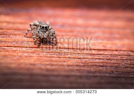 Salticus Scenicus Jumping Spider Macro On A Wood Texture, Shallow Depth Of Field.