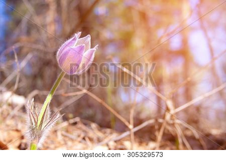 Beautiful Spring Purple Flower Pulsatilla Grows In The Forest At Spring Day. Pulsatlla Pratnsis. Pur