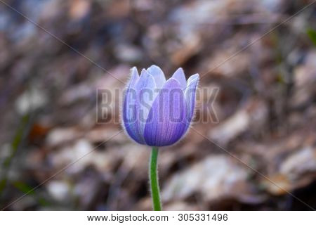 Beautiful Spring Purple Flower Pulsatilla Grows In The Forest At Spring Day. Pulsatlla Pratnsis. Pur