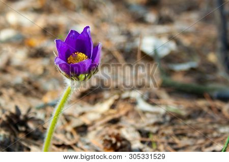 Beautiful Spring Purple Flower Pulsatilla Grows In The Forest At Spring Day. Pulsatlla Pratnsis. Pur