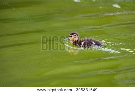 Nice Little Duckling Sweeming On Green Water Nature Birds Wild