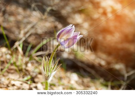Beautiful Spring Purple Flower Pulsatilla Grows In The Forest At Spring Day. Pulsatlla Pratnsis. Pur