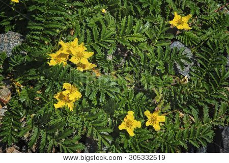 Argentina Anserina Or Potentilla Anserina. It Is Known By The Common Names Silverweed Or Silverweed 