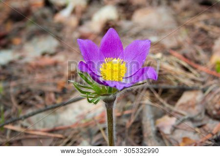Beautiful Spring Purple Flower Pulsatilla Grows In The Forest At Spring Day. Pulsatlla Pratnsis. Pur