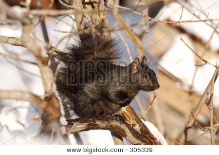 Eichhörnchen