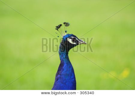 Pfau