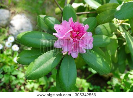 Ornamental Shrub Rhododendron Large-leaved - Rh. Macrophyllum, Blooming Pink Flowers In The Garden I