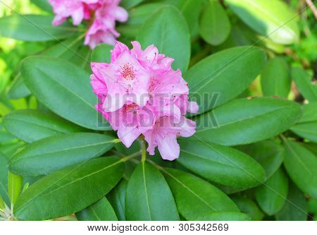 Ornamental Shrub Rhododendron Large-leaved - Rh. Macrophyllum, Blooming Pink Flowers In The Garden I