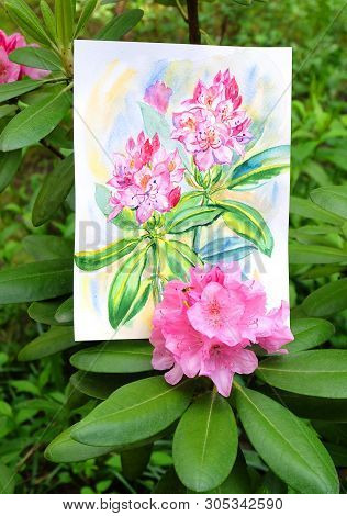 Ornamental Shrub Rhododendron Large-leaved - Rh. Macrophyllum, Blooming Pink Flowers In The Garden I
