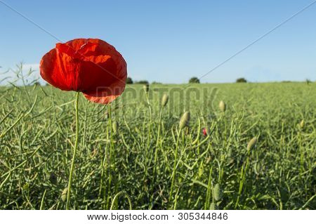 A Red Field Poppy Grows On A Meadow With A Bright Flower.