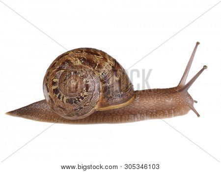 An common garden snail, Cornu aspersum, isolated on white.