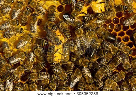 The Beginning Of A New Life. The Larva Of The Future Queen Bee Develops In A Wax Cocoon.