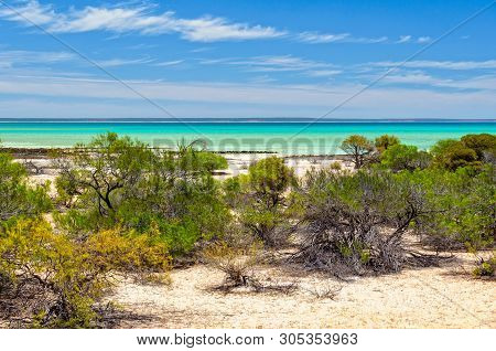 Shrubs At Hamelin Pool Marine Nature Reserve - Denham, Wa, Australia
