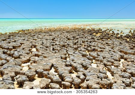 Stromatolites Are Rock-like Structures Formed By Bacteria In Shallow Water - Hamelin Pool, Denham, W