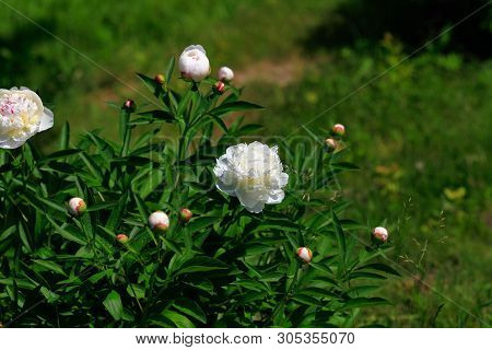 Tree-like Peony, Tree-shaped White Peony In The Garden, Peony Petals Close-up At Sunset, Natural Blu