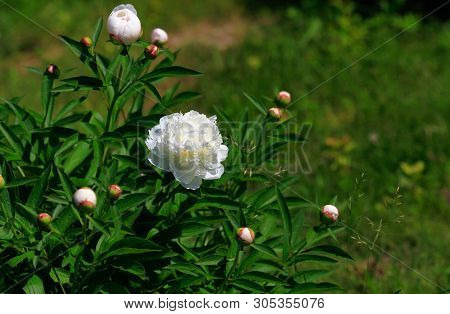 Tree-like Peony, Tree-shaped White Peony In The Garden, Peony Petals Close-up At Sunset, Natural Blu