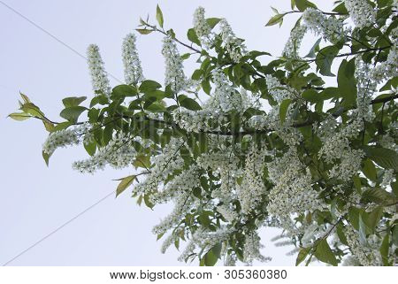 Prunus Padus Species Of Small Trees Of The Genus Prunus In The Family Rosaceae. Prunus Padus Branch 