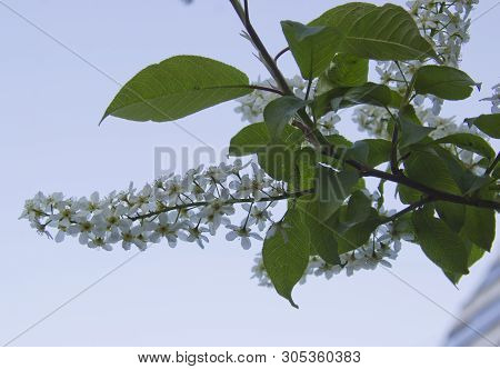 Prunus Padus Species Of Small Trees Of The Genus Prunus In The Family Rosaceae. Prunus Padus Branch 