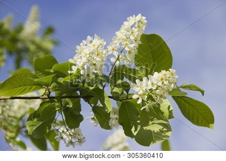 Prunus Padus Species Of Small Trees Of The Genus Prunus In The Family Rosaceae. Prunus Padus Branch 