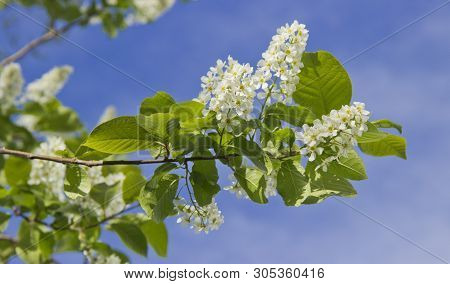 Prunus Padus Species Of Small Trees Of The Genus Prunus In The Family Rosaceae. Prunus Padus Branch 