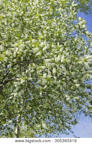 Prunus Padus Species Of Small Trees Of The Genus Prunus In The Family Rosaceae. Prunus Padus Branch 