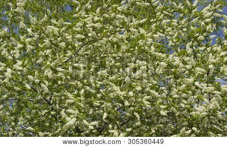 Prunus Padus Species Of Small Trees Of The Genus Prunus In The Family Rosaceae. Prunus Padus Branch 