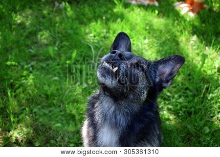 Small Mixed Breed Dog With An Underbite Is Looking Up On A Sunny Summer Day