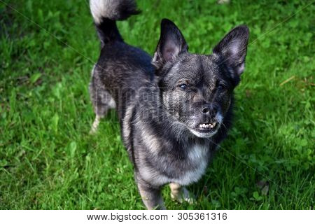 Small Mixed Breed Dog With An Underbite Standing In The Grass