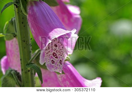Macro Photography Of Purple Flower Of A Foxglove With Fine White Hairs Inside