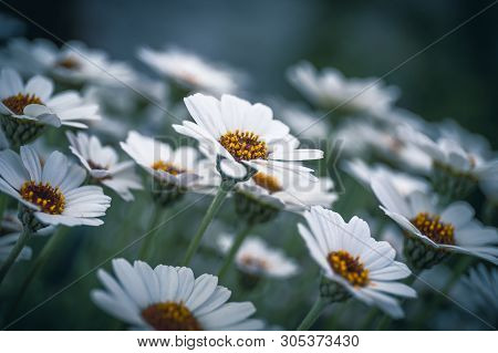 Ox Eye Daisy, Name Of These Flowers Is Swamp Chrysanthemum.scientific Name Is Leucanthemum Paludosum