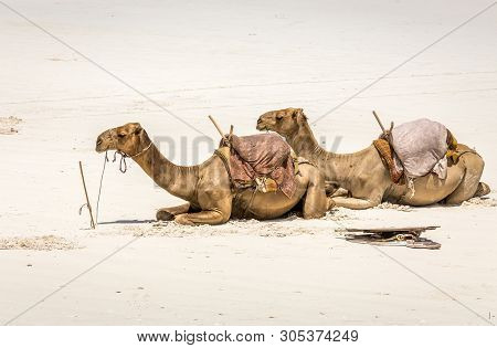 Camels On White Sand Of Diani Beach, Kenya