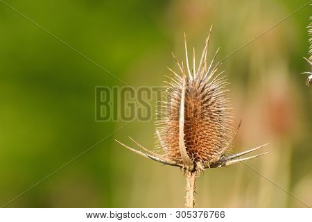 Dry Teasel In Spring. Common Teasel, Natural Background.