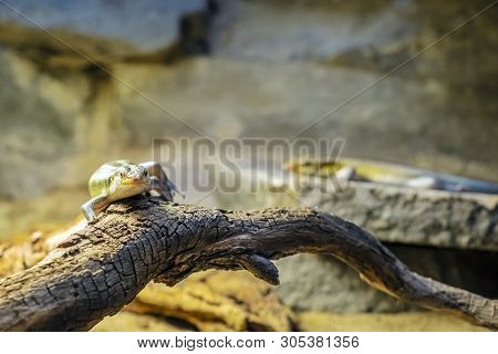 Rainbow Mabuya - Trachylepis Margaritifera. Animal Scene.