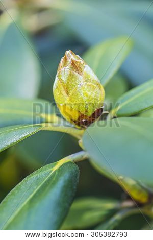 Flower Bud Of Rhododendron In Springtime. Seasonal Natural Scene.