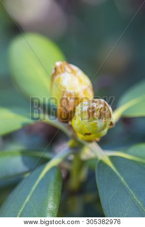 Flower Buds Of Rhododendron In Springtime. Seasonal Natural Scene.