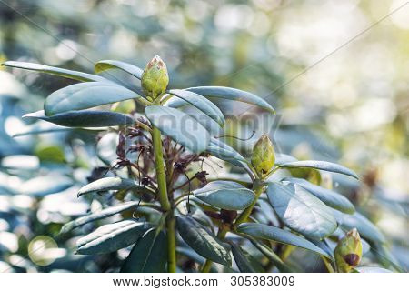 Flower Buds Of Rhododendron In Springtime. Seasonal Natural Scene.