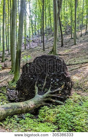 Fallen Tree In Deciduous Forest, Little Carpathians, Slovak Republic. Seasonal Natural Scene.