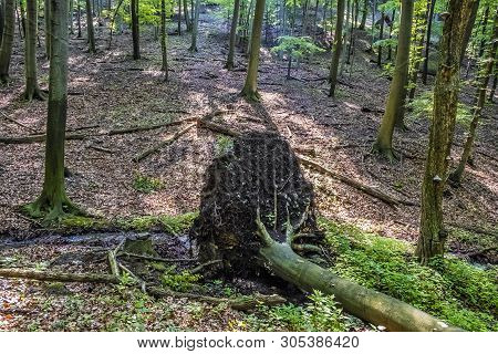 Fallen Tree In Deciduous Forest, Little Carpathians, Slovak Republic. Seasonal Natural Scene.