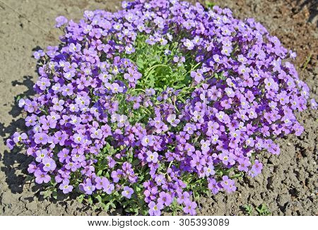Blossoming The Aubrietia  (aubrieta Adans.). General View