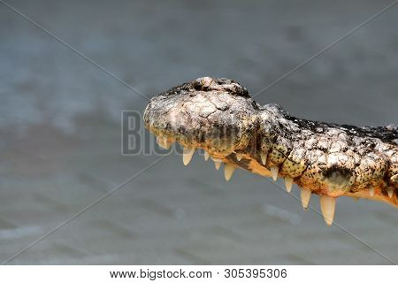 Crocodiles (subfamily Crocodylinae) Or True Crocodiles Are Large Semiaquatic Reptiles That Live Thro