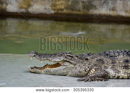 Crocodiles (subfamily Crocodylinae) Or True Crocodiles Are Large Semiaquatic Reptiles That Live Thro